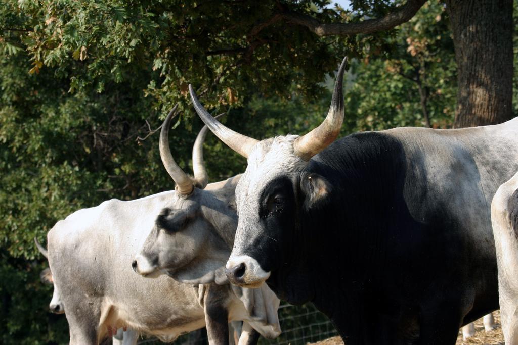 Fattoria Poggio Foco Βίλα Manciano Εξωτερικό φωτογραφία
