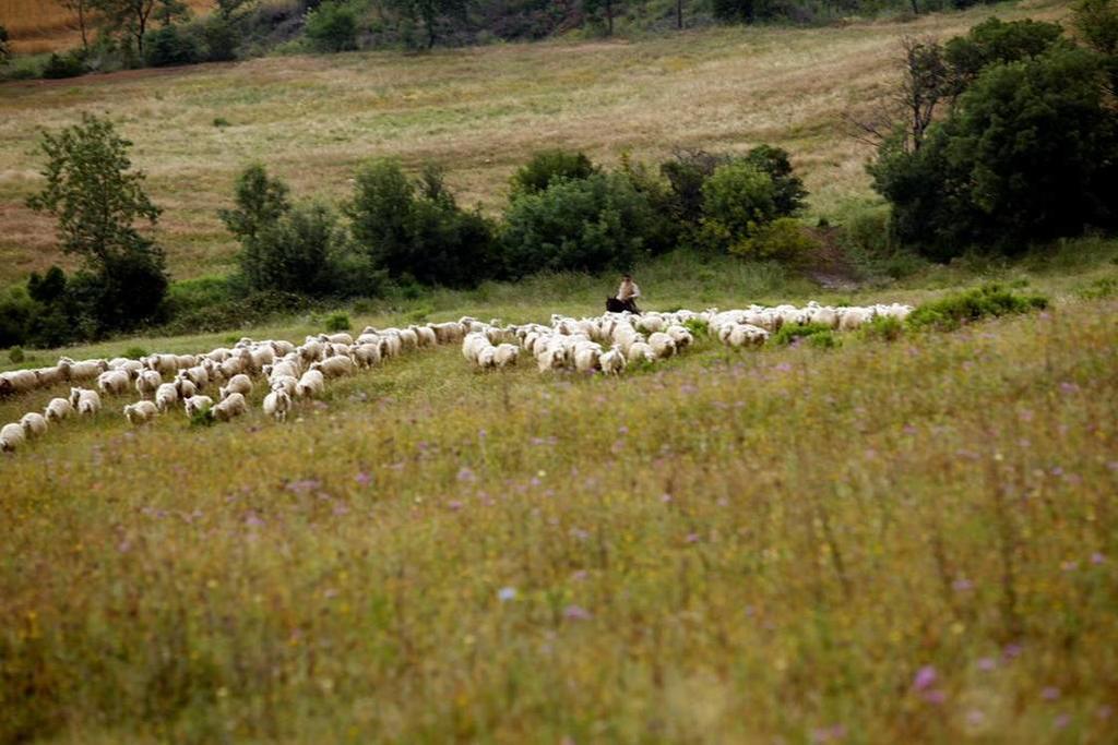 Fattoria Poggio Foco Βίλα Manciano Εξωτερικό φωτογραφία